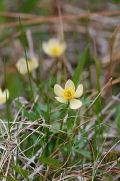 Image of American globeflower