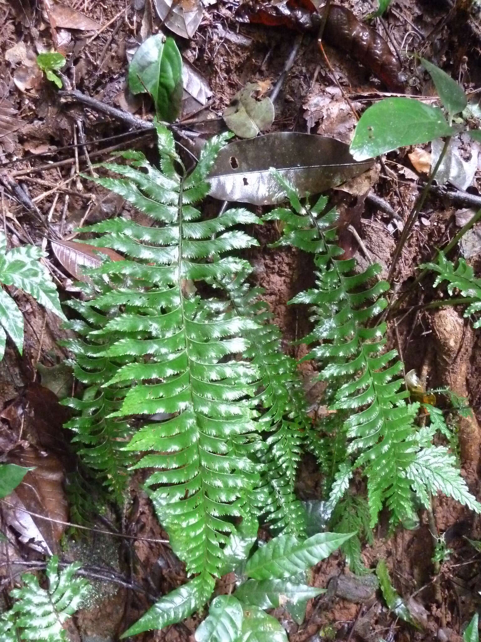 Plancia ëd Hymenasplenium unilaterale (Lam.) Hayata