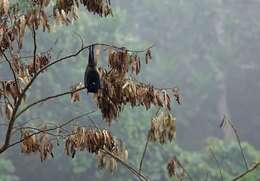 Image of Comoro Black Flying Fox