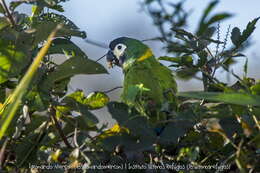 Image of Golden-collared Macaw