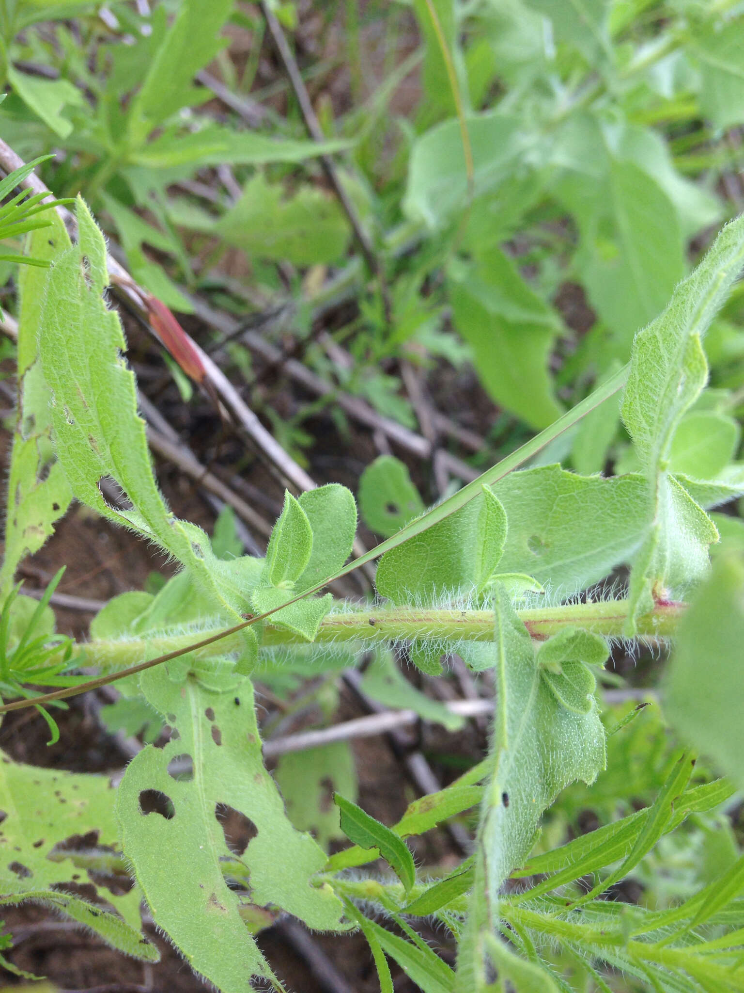 Image de <i>Heterotheca <i>camporum</i></i> var. camporum