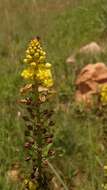 Image of Bulbine angustifolia Poelln.