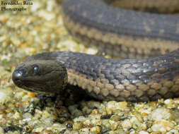 Image of Thamnophis validus celaeno (Cope 1861)