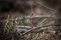 Image of fringed amaranth