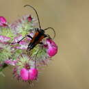 Stenurella (Priscostenurella) bifasciata nigrosuturalis (Reitter 1895)的圖片