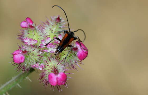 Image of Stenurella (Priscostenurella) bifasciata nigrosuturalis (Reitter 1895)