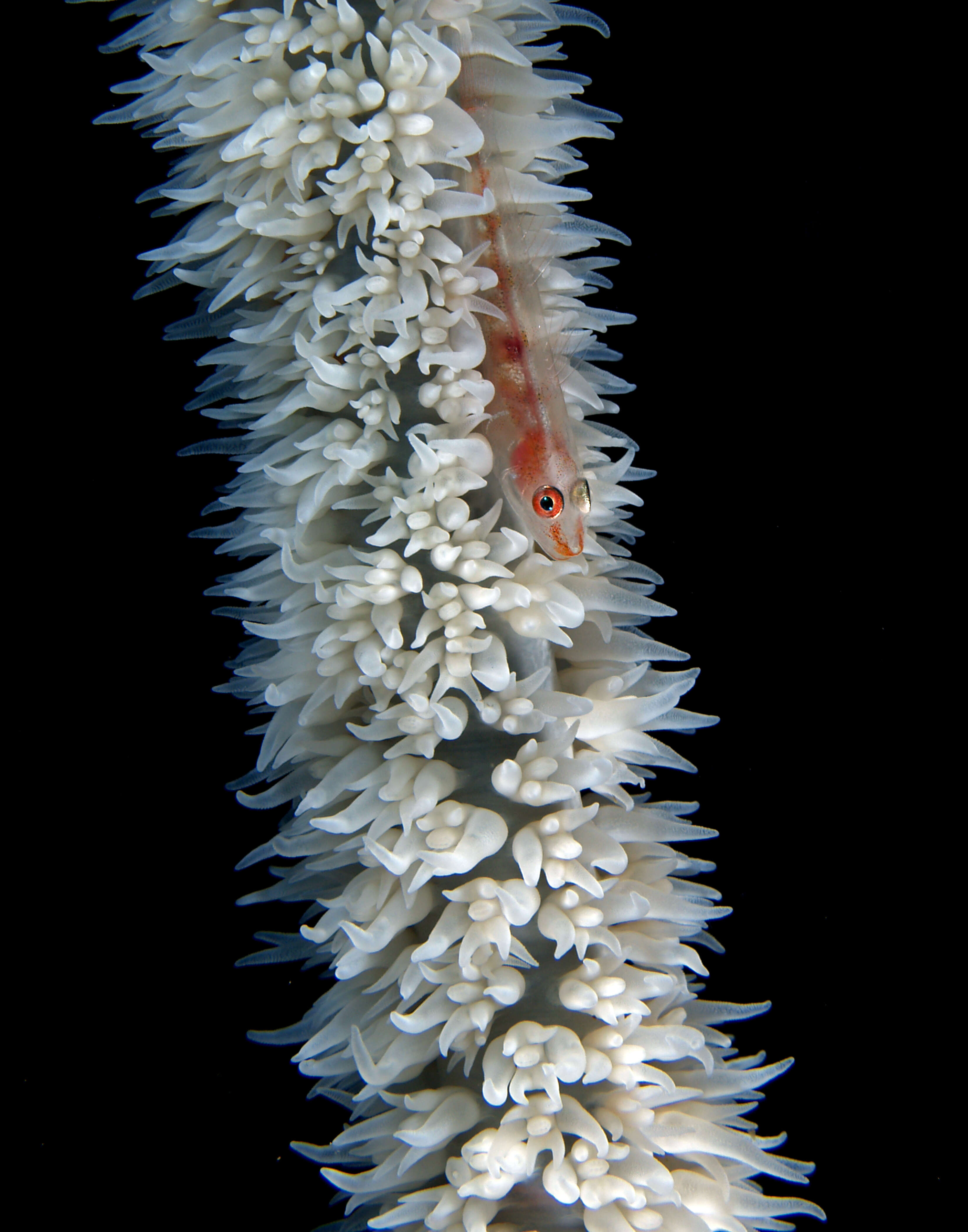 Image of Whip coral goby