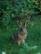 Image of brown hare, european hare