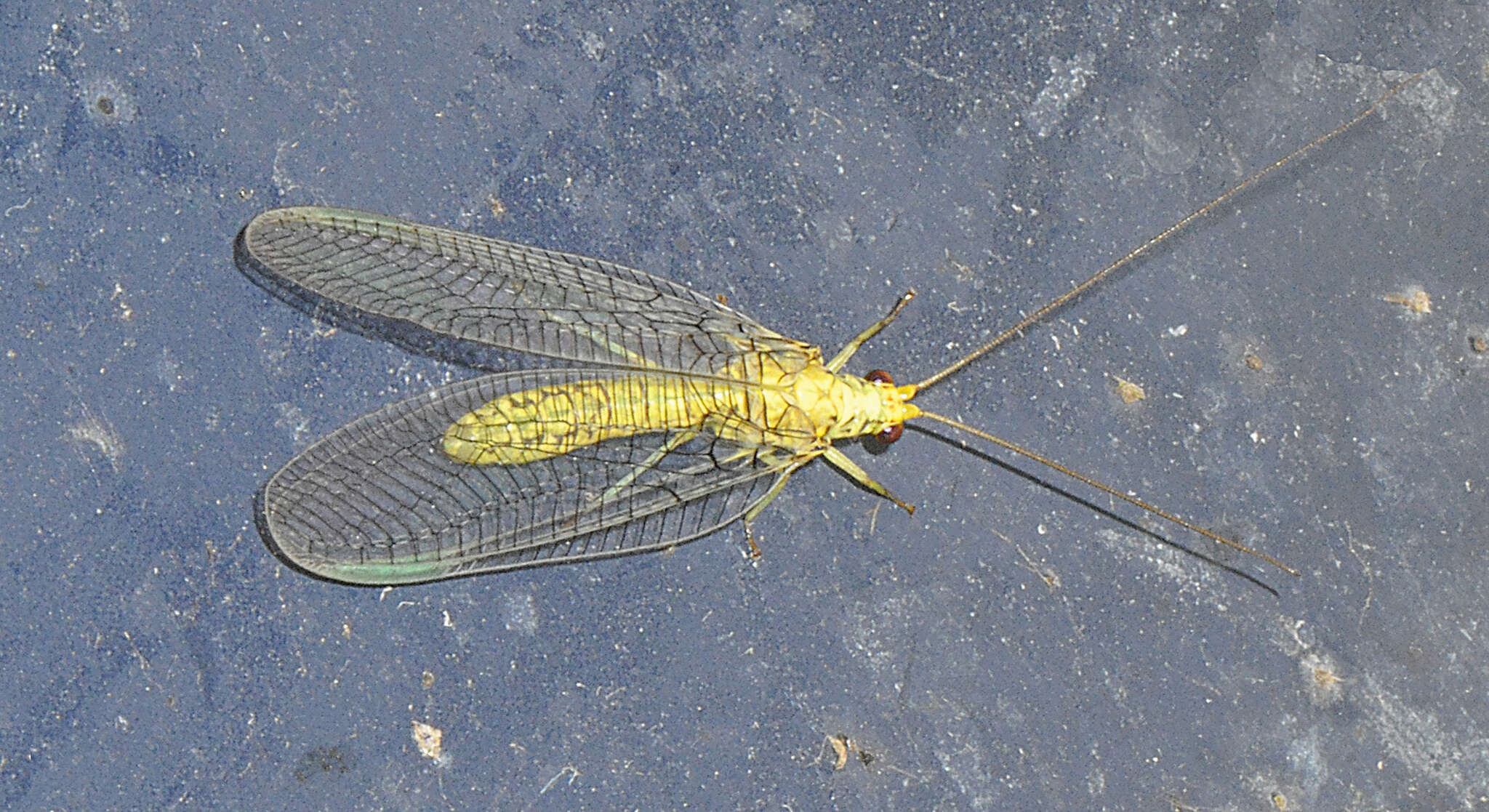 Image of Italochrysa insignis (Walker 1853)