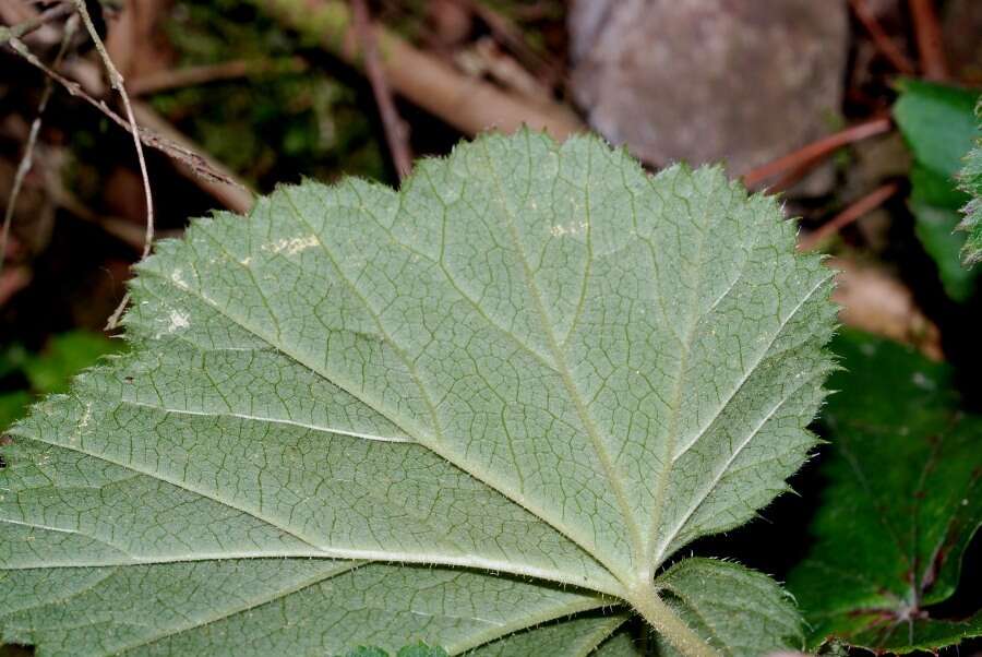 Image of Heuchera longipetala var. orizabensis (Hemsl.) R. A. Folk