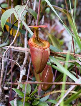 Слика од Nepenthes villosa Hook. fil.