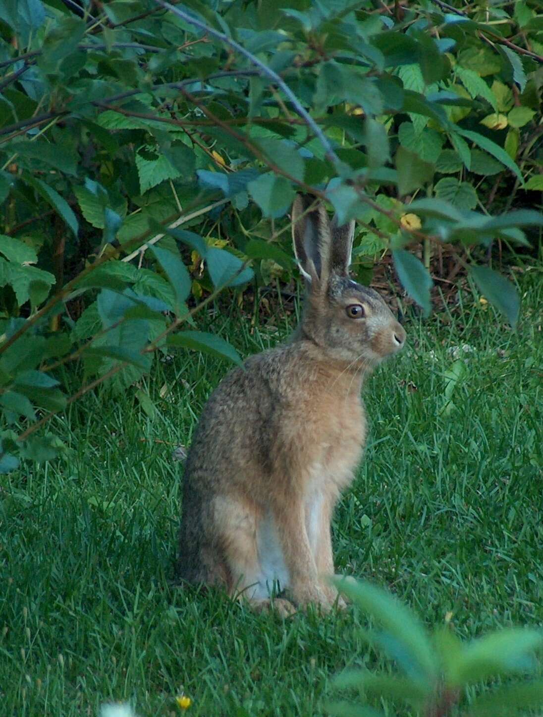 Image of brown hare, european hare