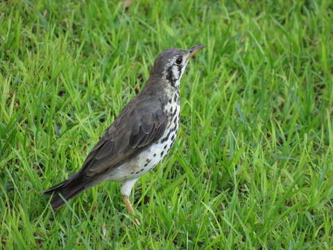 Plancia ëd Turdus litsitsirupa pauciguttatus Clancey 1956