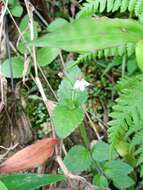 Vandellia montana (Bl.) Benth. resmi