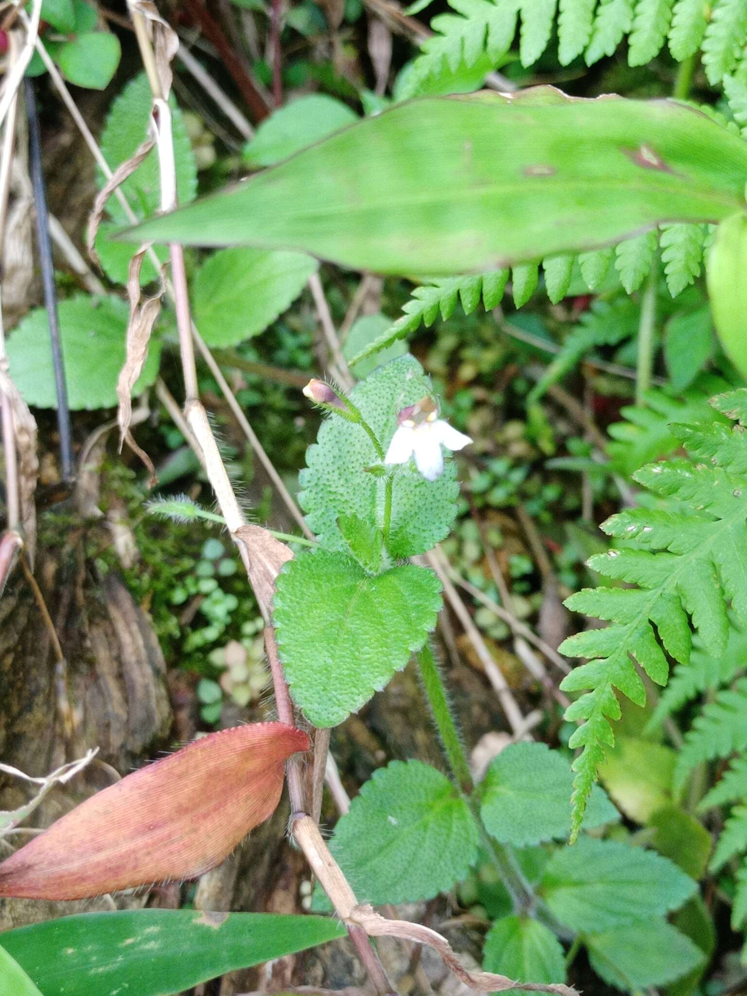 Image of Vandellia montana (Bl.) Benth.