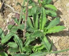 Image of Wahlenbergia graniticola Carolin