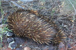 Image of Tachyglossus aculeatus acanthion (Collett 1884)