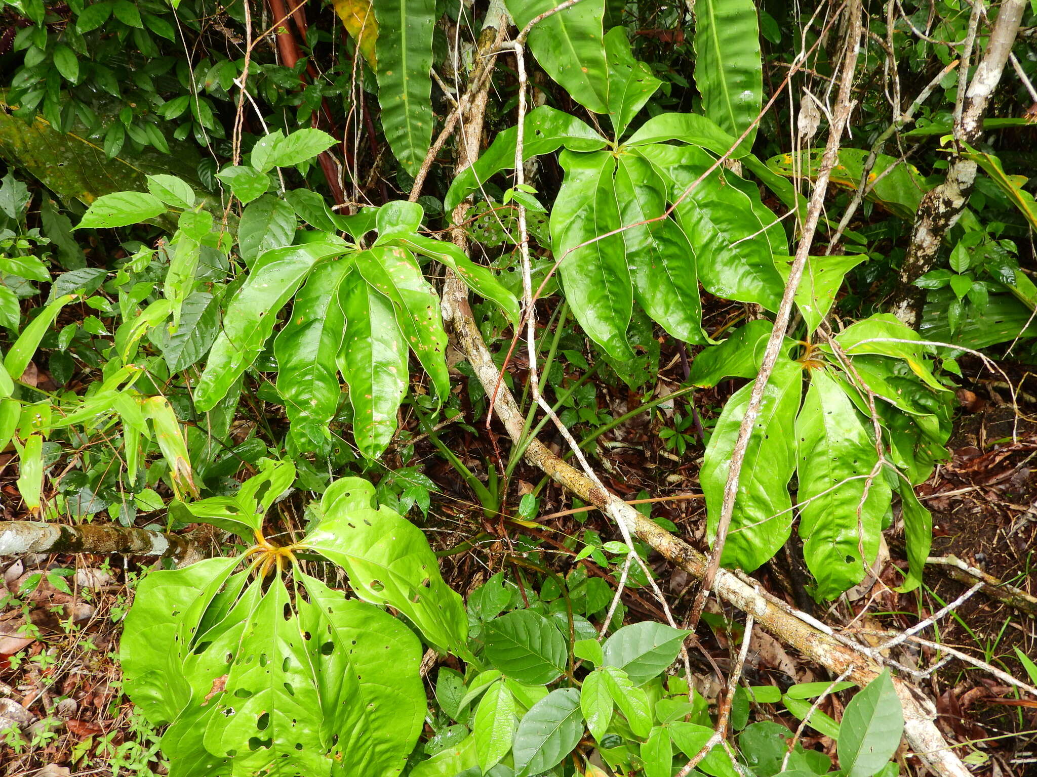 Image de Anthurium sinuatum Benth. ex Schott