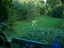 Image of brown hare, european hare