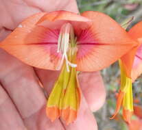 Image de Gladiolus equitans Thunb.