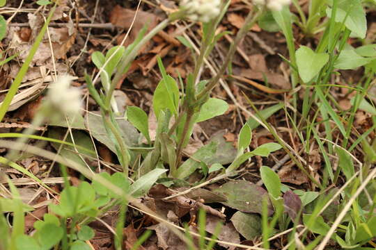 Antennaria parlinii subsp. fallax (Greene) R. J. Bayer & G. L. Stebbins resmi