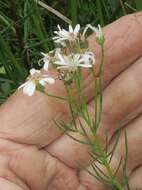 Image of swamp daisy-bush