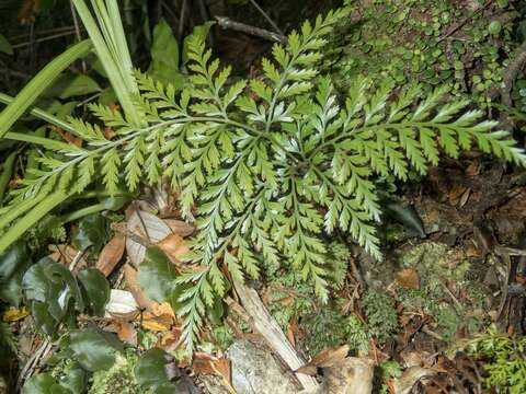 Image of Davallia tasmanii subsp. cristata von Konrat, Braggins & de Lange