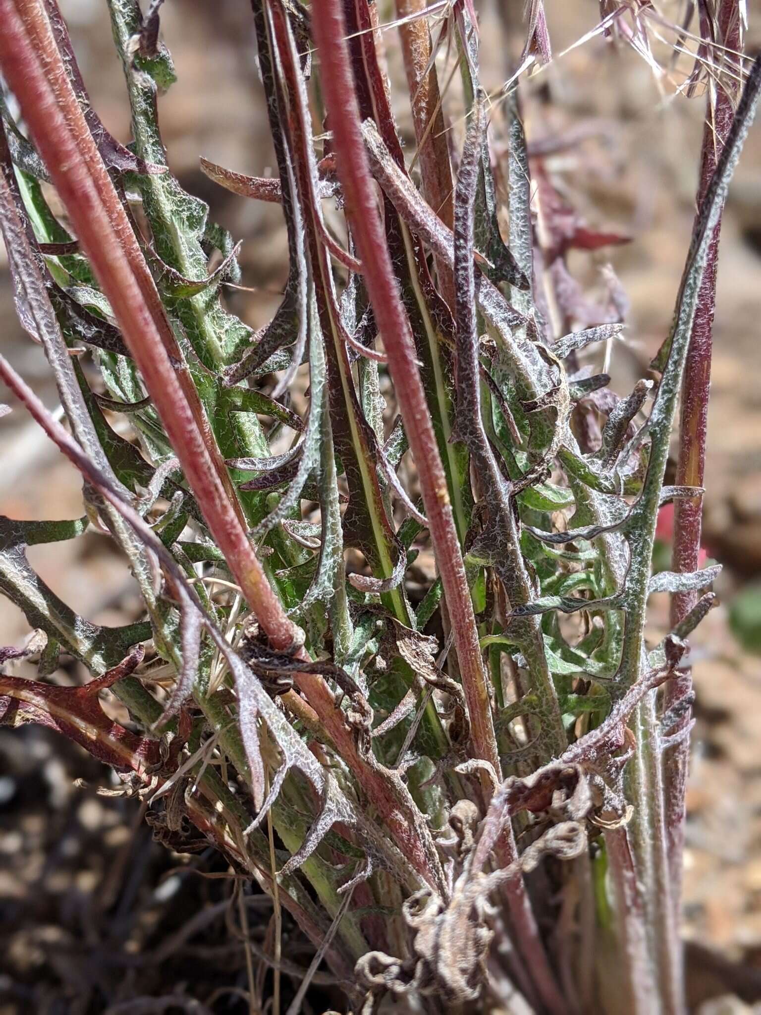 Plancia ëd <i>Agoseris <i>grandiflora</i></i> var. grandiflora