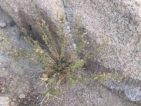 صورة Chiliadenus iphionoides (Boiss. & Blanche) Brullo