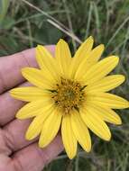 Image of slender rosinweed