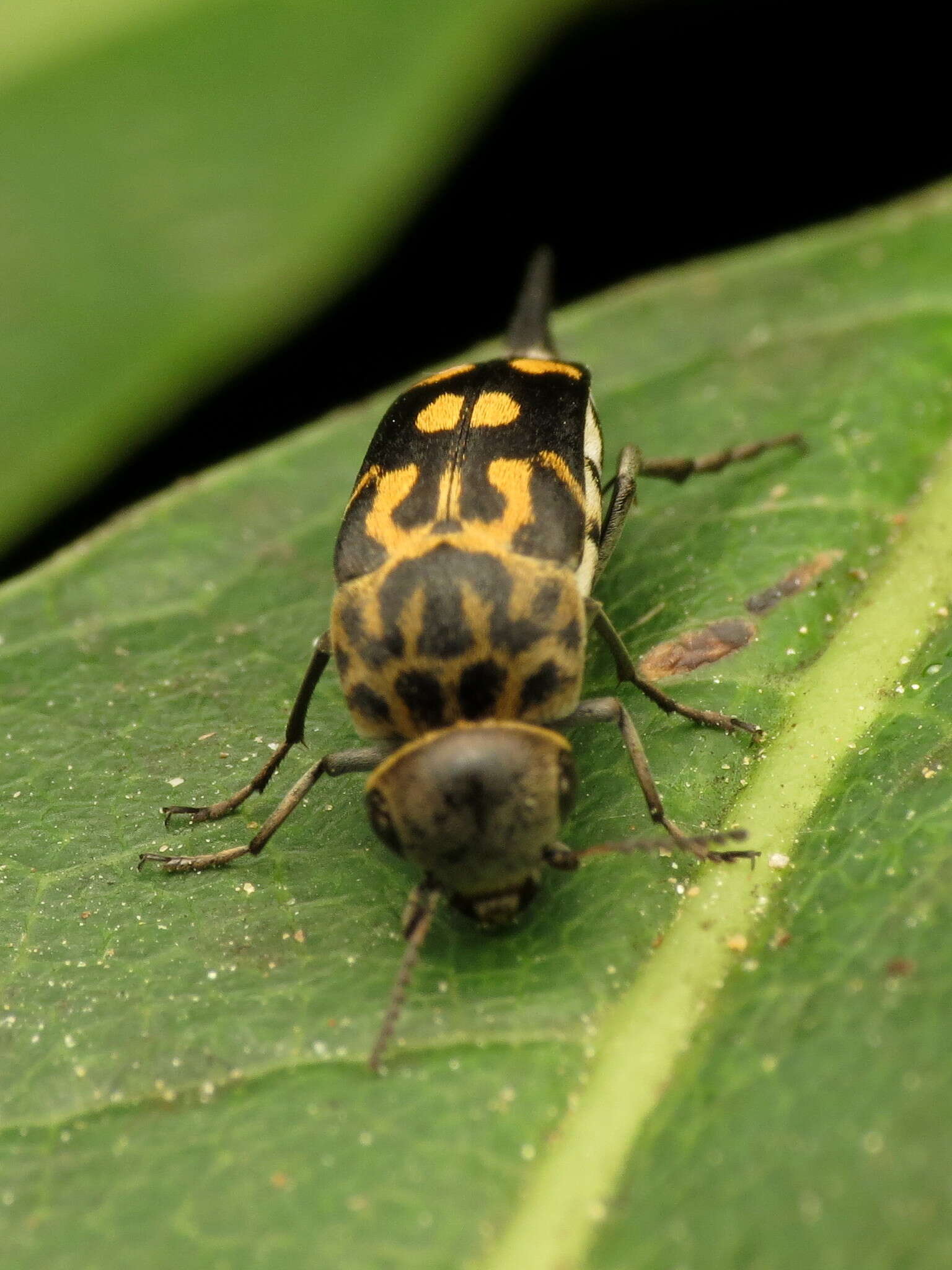 Image de Hoshihananomia octopunctata (Fabricius 1775)