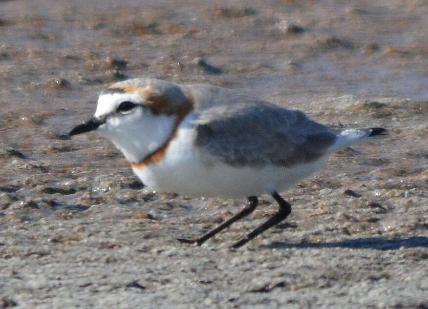 Image of Chestnut-banded Plover