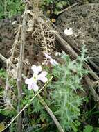 Image of Ricotia lunaria (L.) DC.