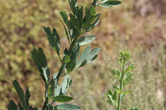 Image of Coulter's Matilija poppy