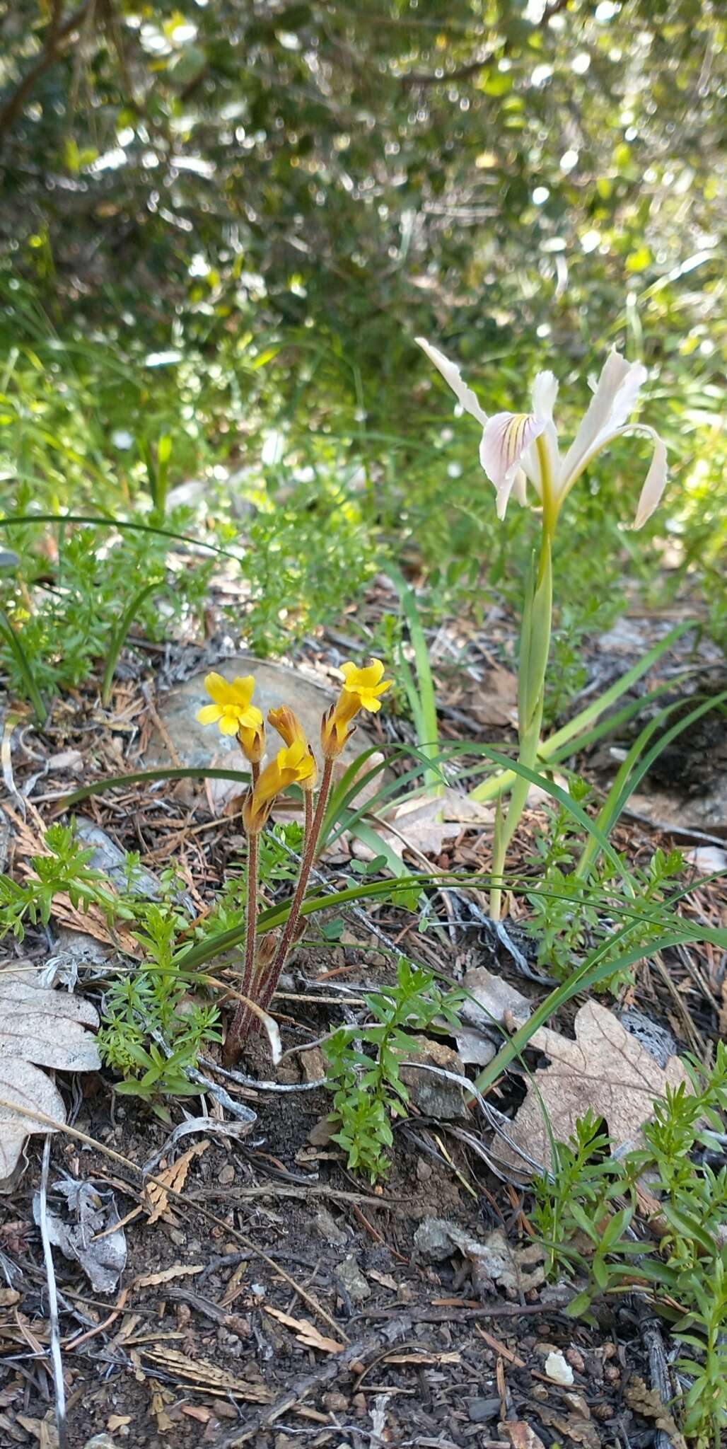 Image of Galium broomrape