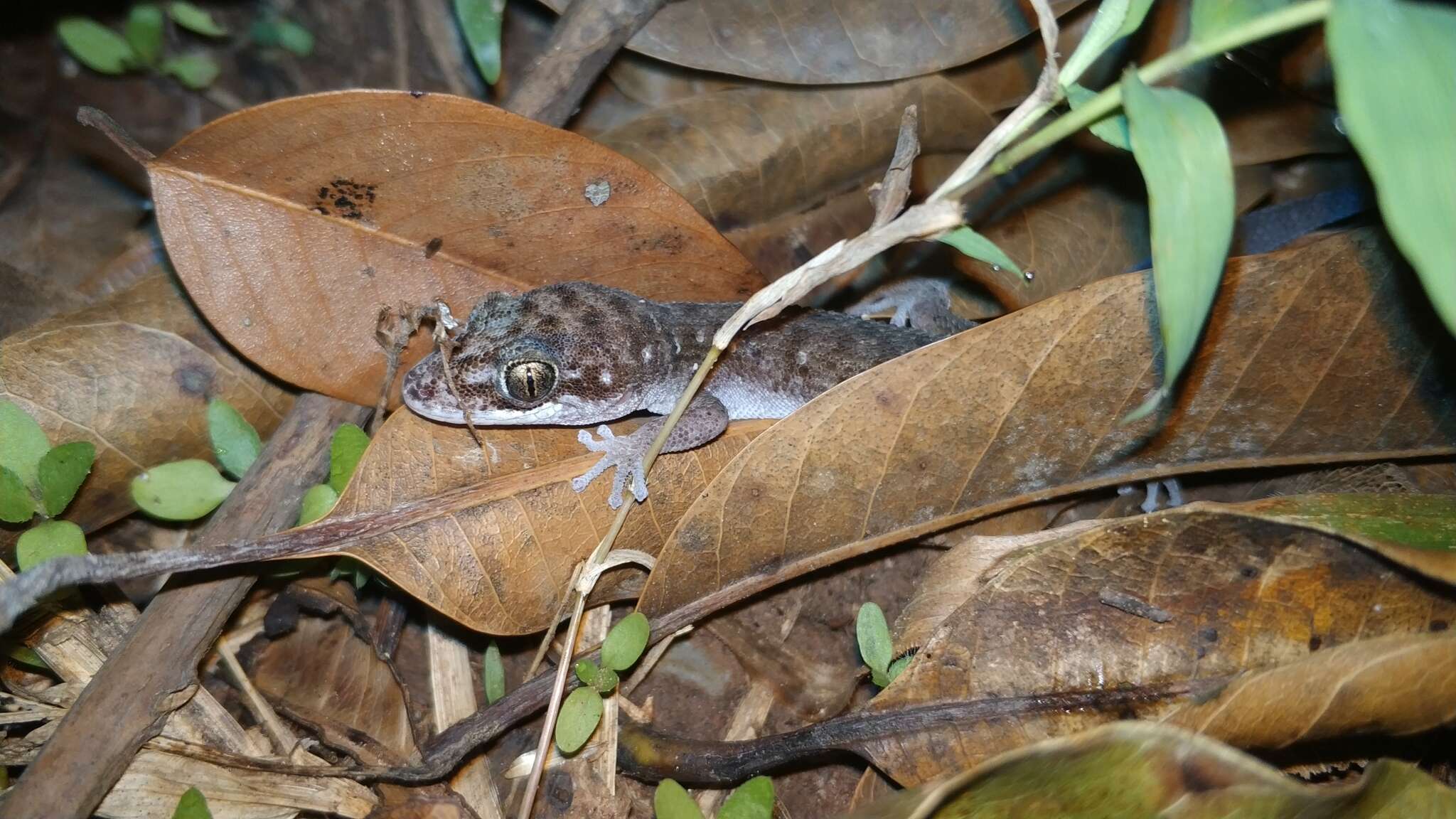 Image de Dixonius siamensis (Boulenger 1899)