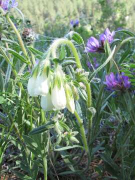 Image of Onosma simplicissima