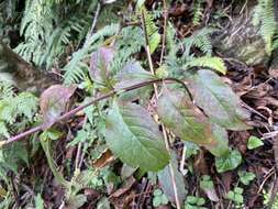 Image of Patrinia monandra C. B. Cl.