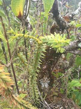 Image of daggerleaf clubmoss