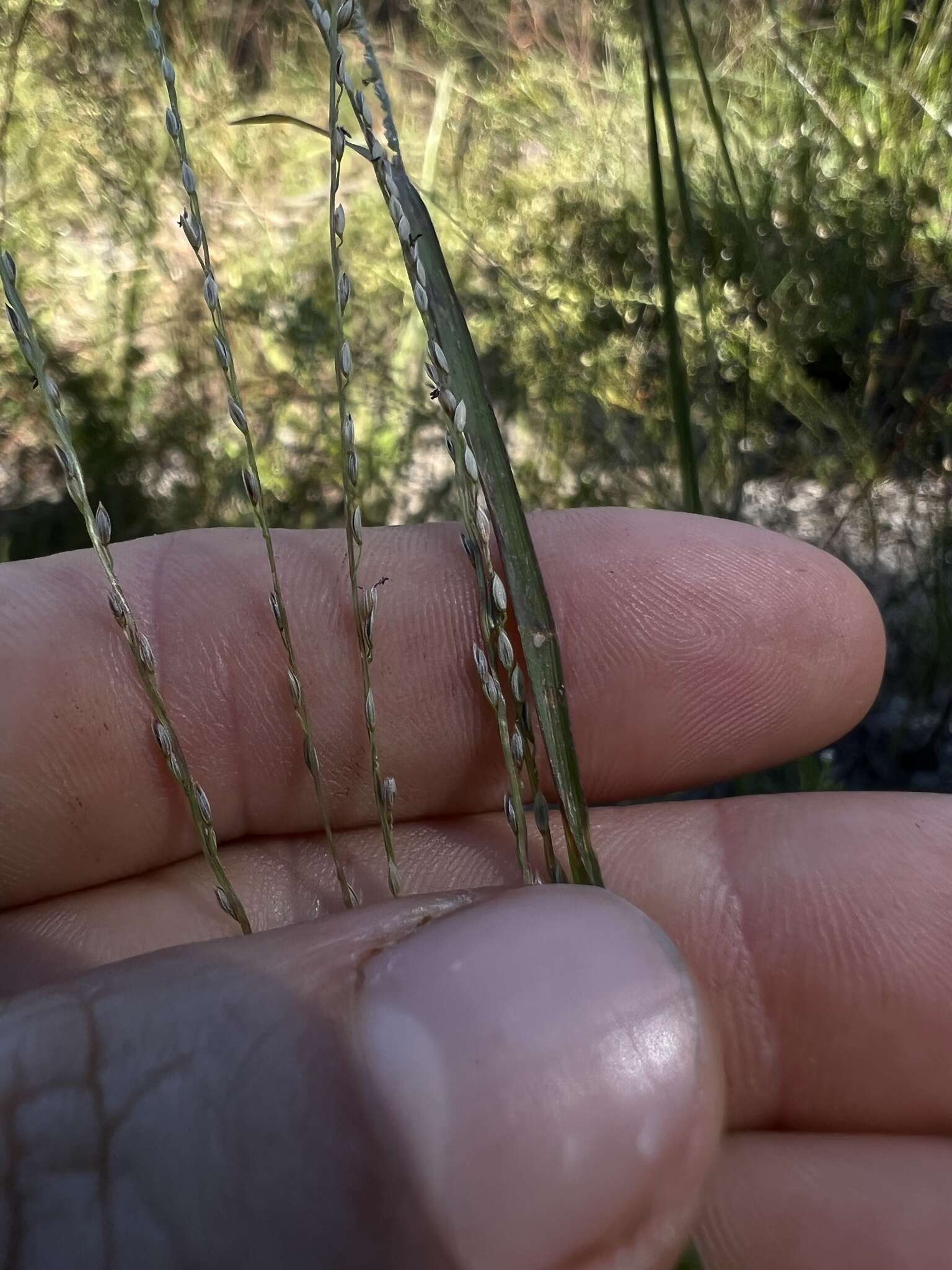 Image of Caribbean crabgrass