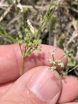 Image of Bristly-Fruit Scaleseed