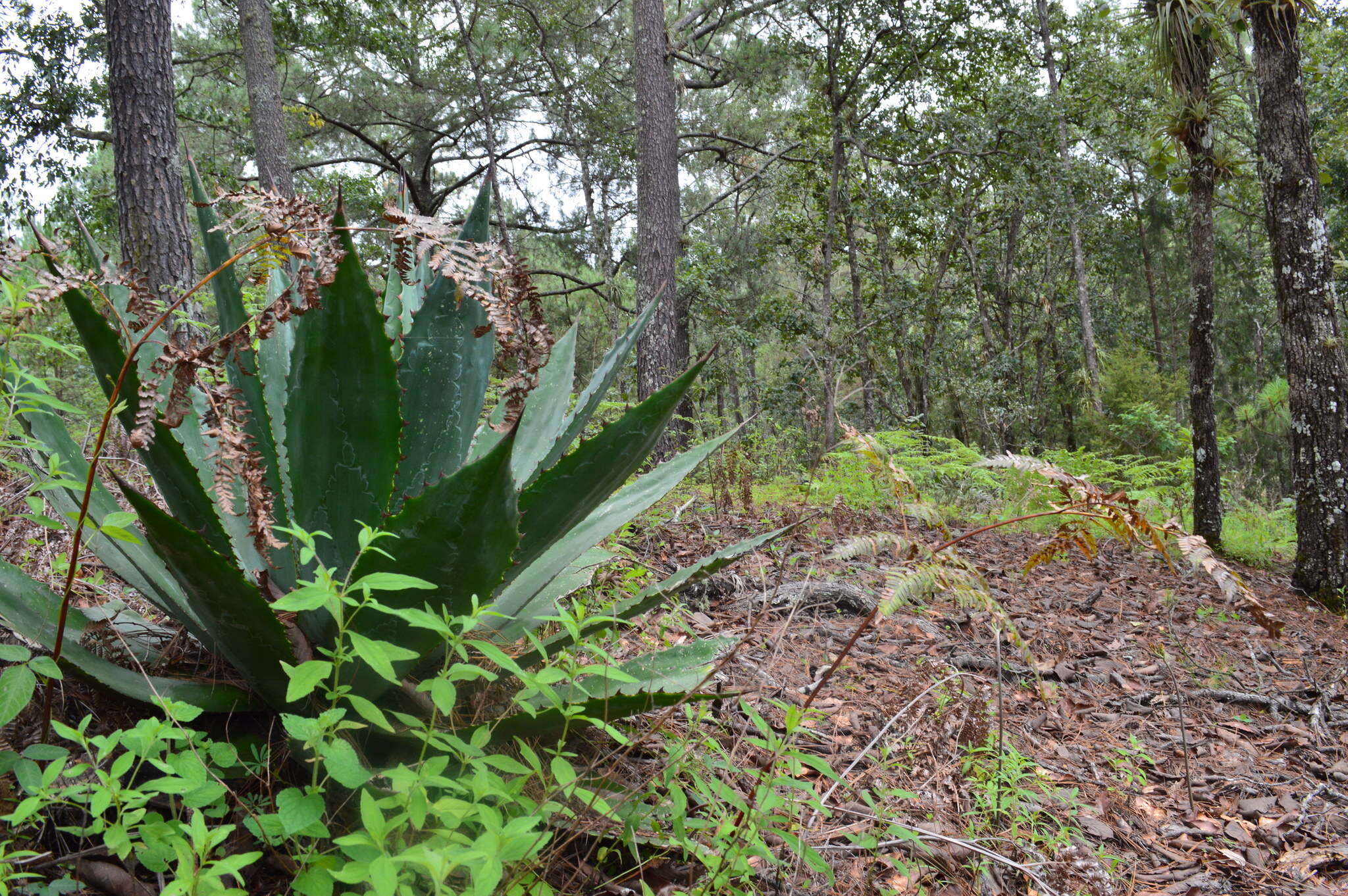 Image of Agave bovicornuta Gentry