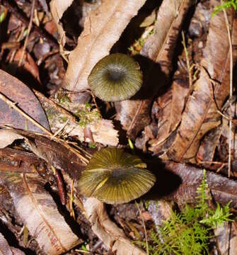 Image of Entoloma viridomarginatum (Cleland) E. Horak 1980