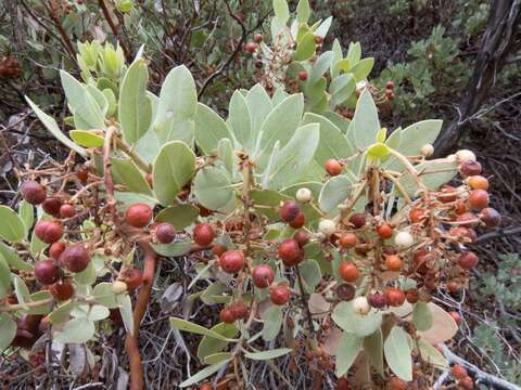 Image of Pringle manzanita