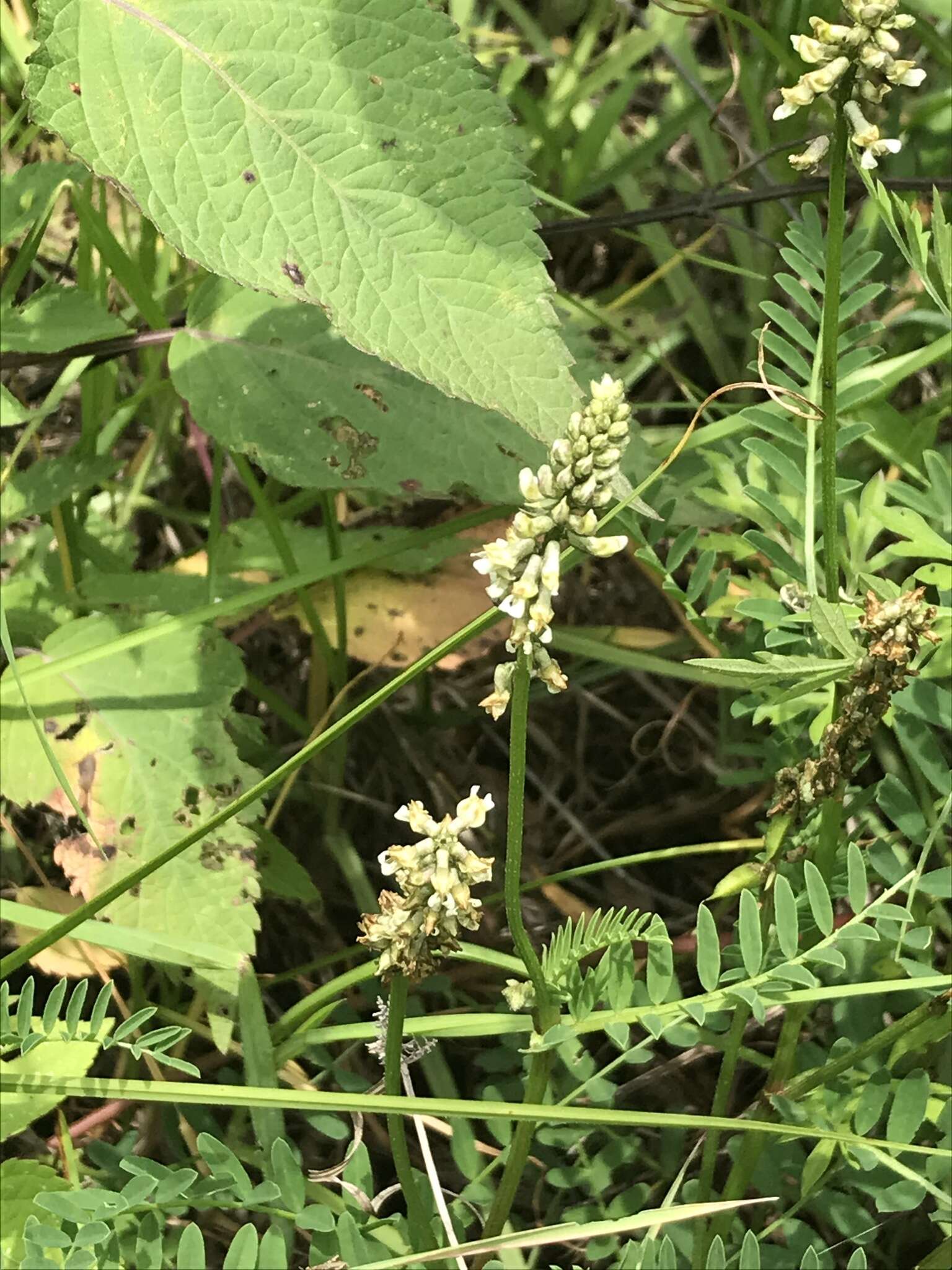 Astragalus micranthus Desv.的圖片