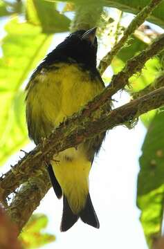 Image of Yellow-bellied Siskin