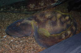 Image of Ocean pout