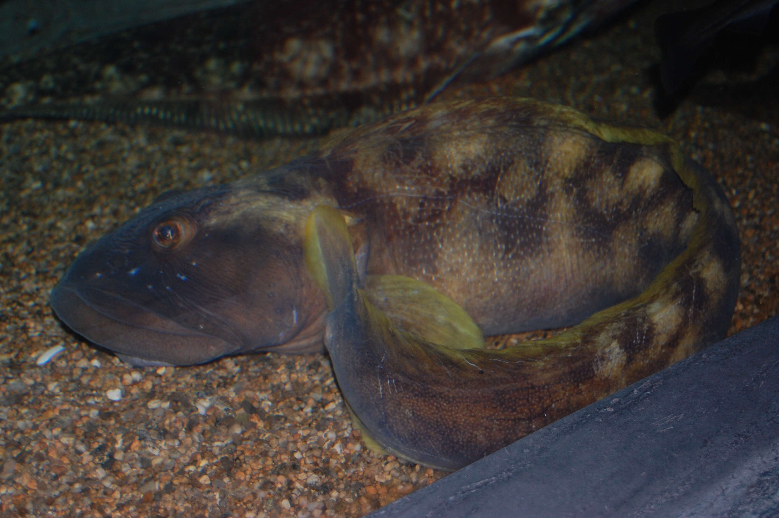 Image of Ocean pout