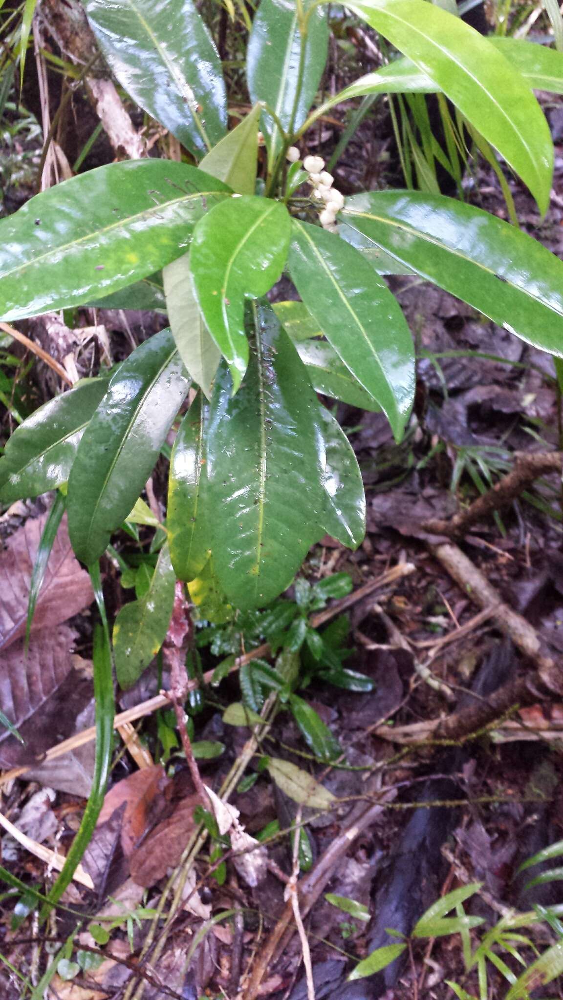 Image de Psychotria obtusifolia Lam. ex Poir.