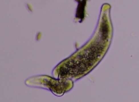 Image of Homalozoon vermiculare